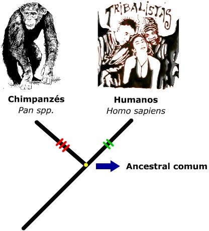 tribalistas